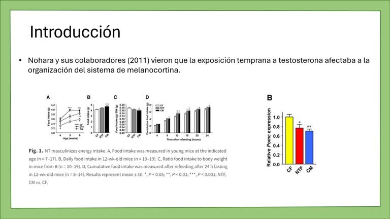 Función programadora de los andrógenos en el metabolismo energético y la conducta de la ingesta