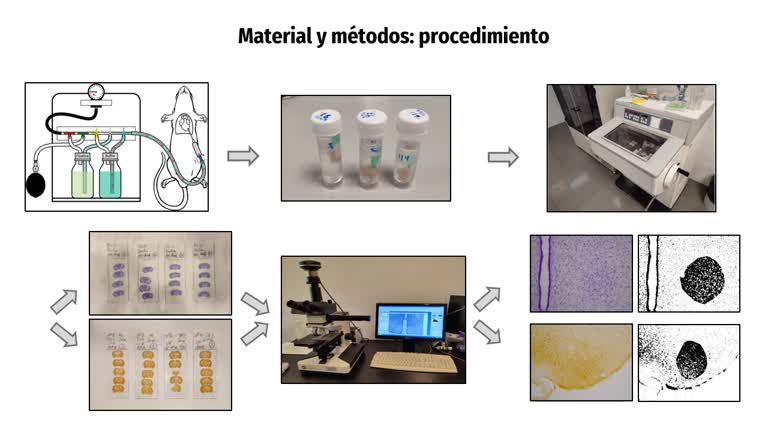 Impacto de la genisteína en el núcleo ventromedial del hipotálamo durante el desarrollo en ratas macho y hembra