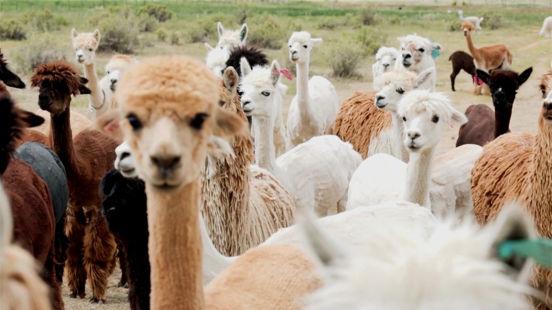 Respuestas de la Ciencia. ¿Sabías que las llamas pueden ayudar a combatir plagas?