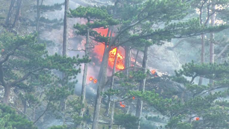 Bellotas (Liliana Pizarro Martinefsky)